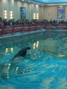 活体海狮海豹表演 动物租赁 海洋生物展 企鹅海狮表演展览