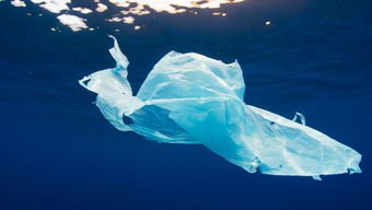 塑料垃圾正残害海洋生物 海龟被缠塑料袋