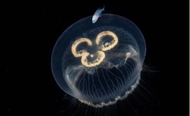 最不起眼的海洋生物,却可以轻易杀死人类,存活至今6亿年!