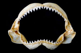 双语阅读 人类牙齿有望像鲨鱼牙齿一样可再生