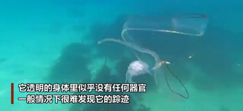 幽灵鳗鱼 被发现 南非潜水员遇完全透明海洋生物,正捕食水母