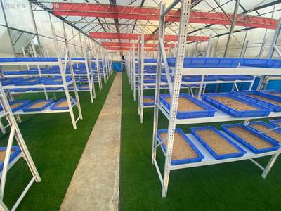 湖南农泽旺农业科技蛋白虫养殖为乡村振兴添砖加瓦带农助收