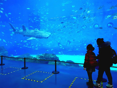 全球首条!国产仿生鲸鲨亮相上海海昌海洋公园