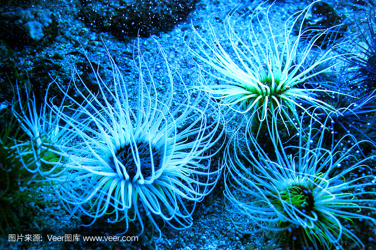蓝色灯光下美丽的海洋生物。Anemonia