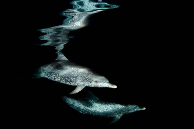 2010海洋摄影佳作揭晓:成群海鸟鲸口夺食