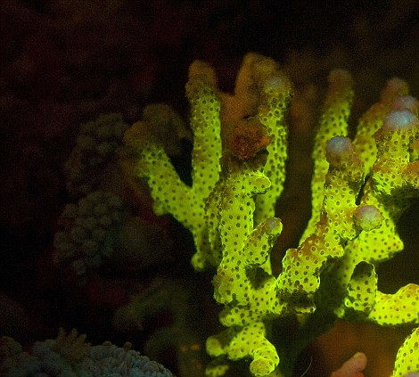 荧光灯摄影使红海海底呈现彩色生物迪厅派对