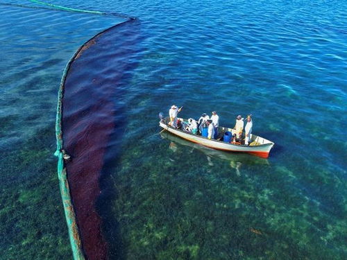 环保倒退20年 日本货船持续漏油,毛里求斯海洋生物开始死亡