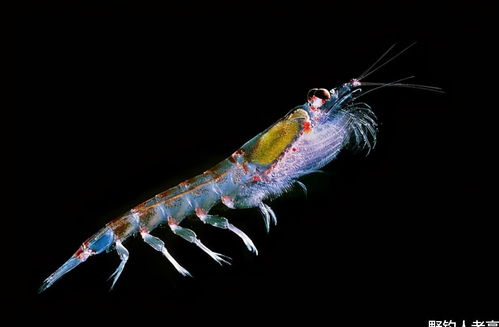 南极磷虾储量高达10亿吨,各国纷纷伸出 触角 ,都想分一笔羹